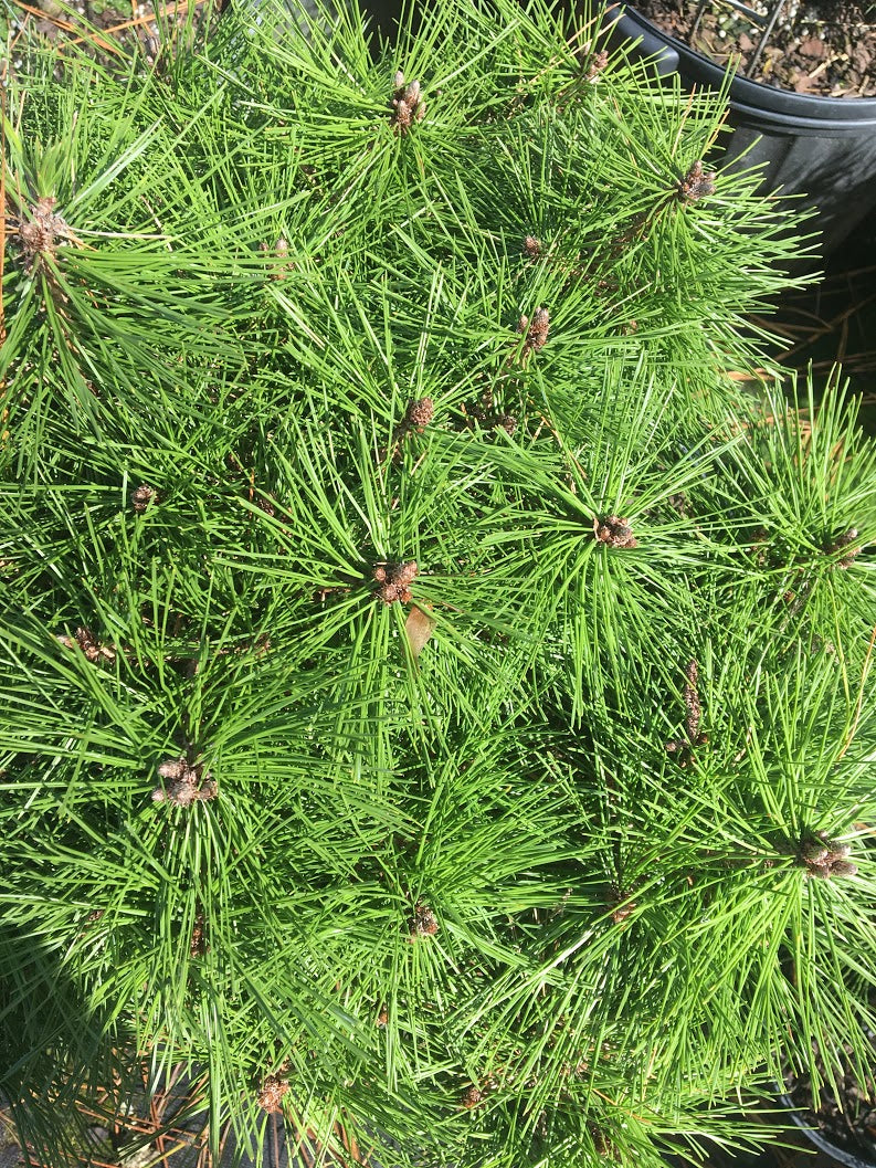 Pinus densiflora 'Jane Kluis'