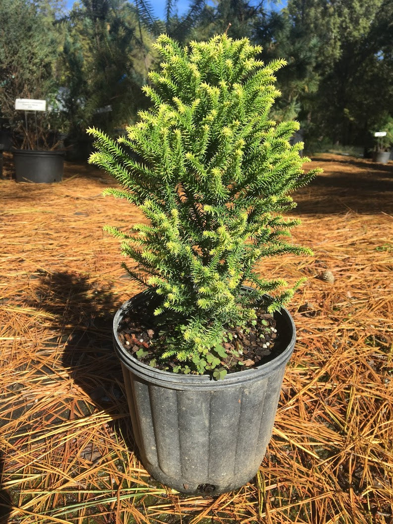 Cryptomeria japonica 'Golden Promise'