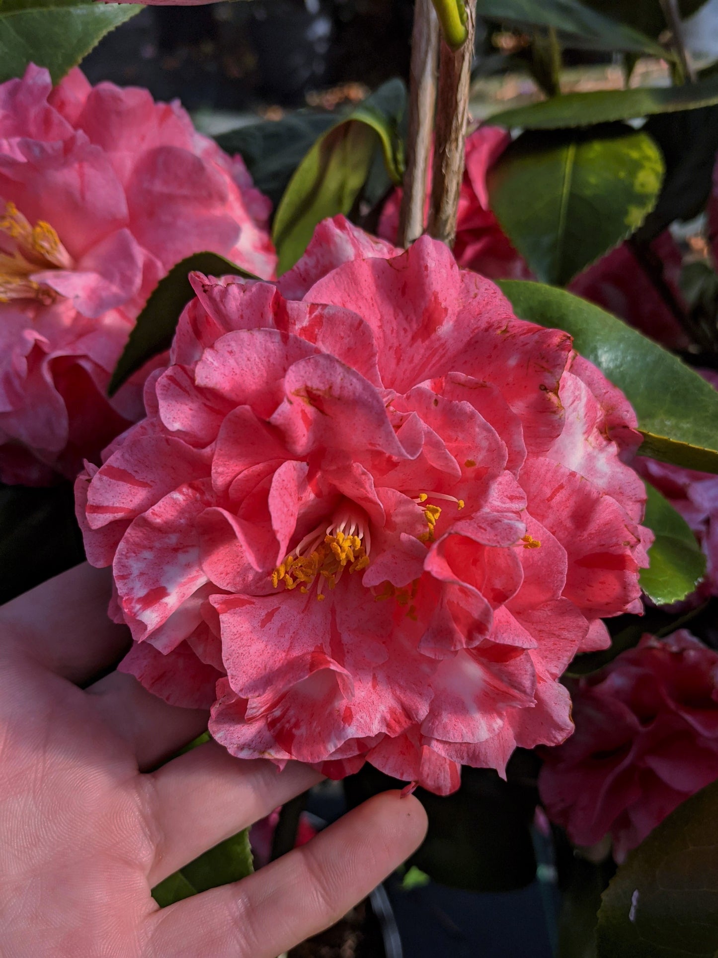 Camellia japonica 'Helen Beach var'