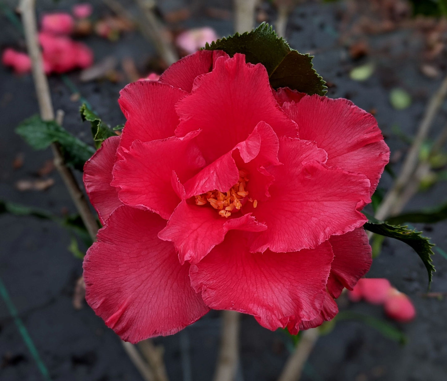 Camellia japonica 'Holly Bright'