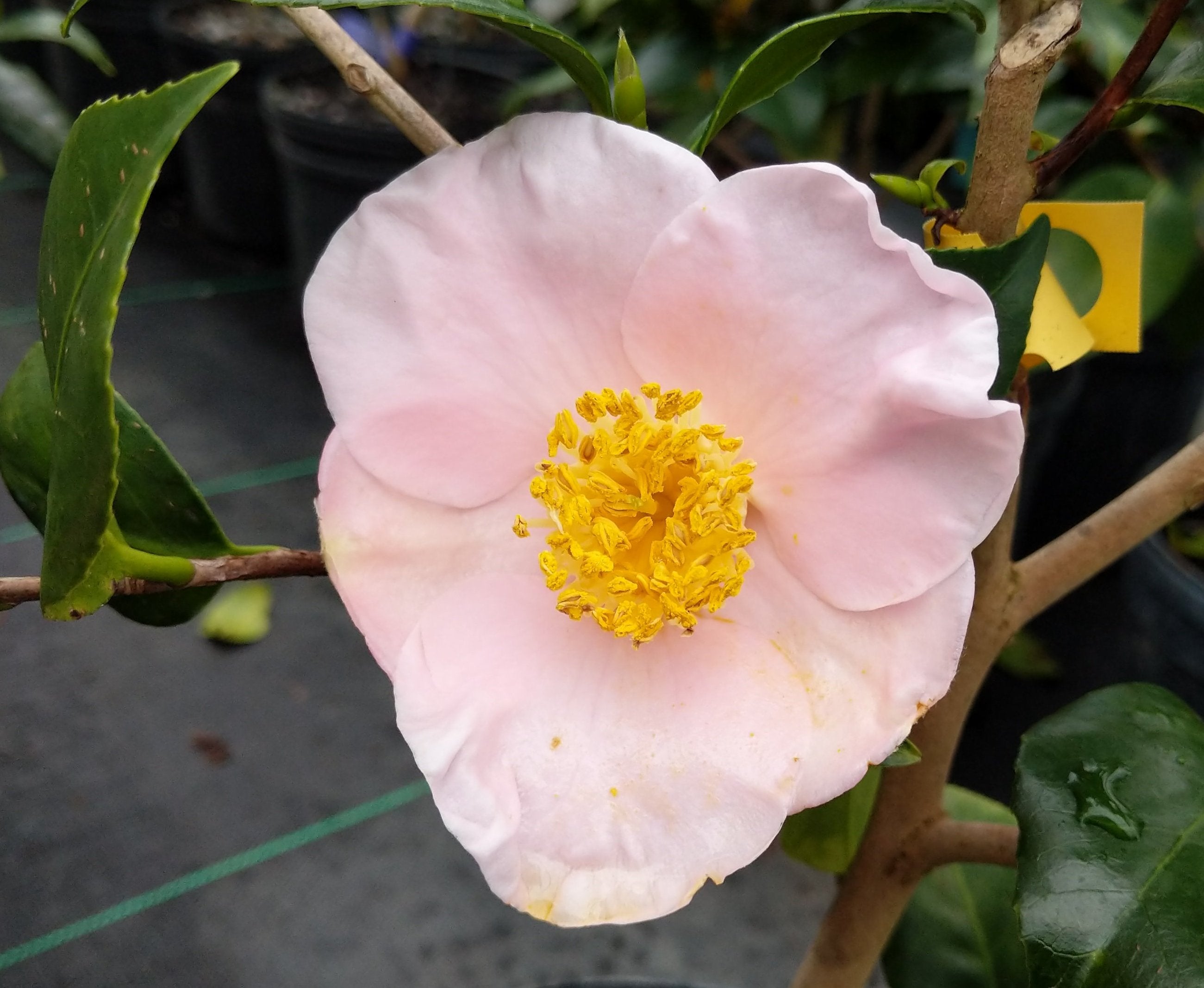 Camellia japonica 'Jan's True Dwarf' Camellia Forest Nursery