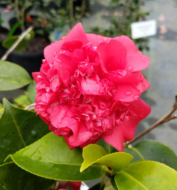 Camellia japonica 'Magnolia Gardens'