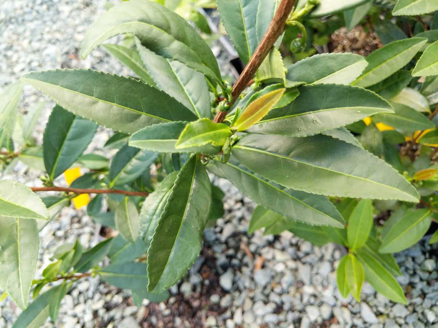 Camellia sinensis 'Miwa' at Camellia Forest Nursery