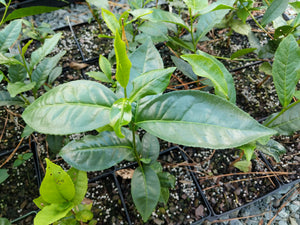 Camellia sinensis "Lowland Nepal" tea plant at Camellia Forest Nursery