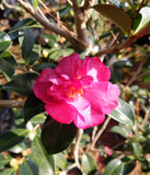 Camellia hiemalis 'Dazzler' at Camellia Forest Nursery