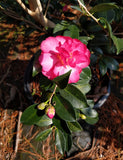 Camellia hiemalis 'Dazzler' at Camellia Forest Nursery