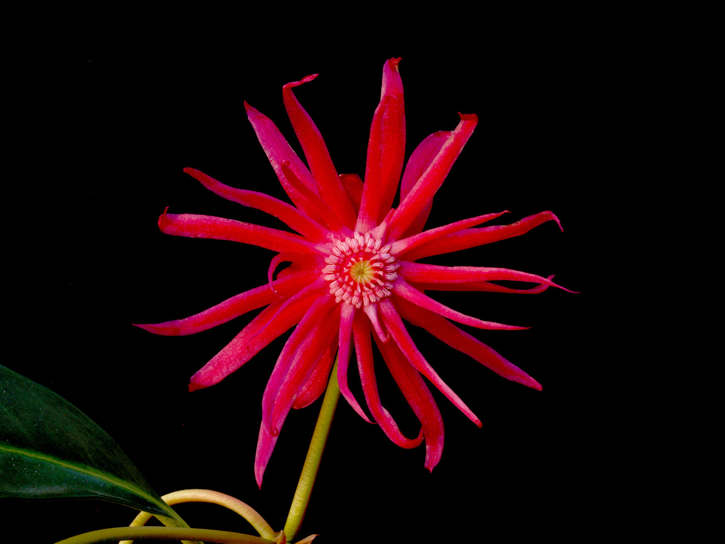 Illicium hyb 'NCIH1' PP29939 /Scorpio™ Illicium