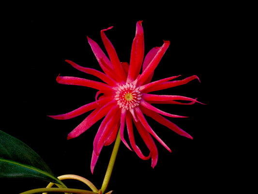 Illicium hyb 'NCIH1' PP29939 /Scorpio™ Illicium