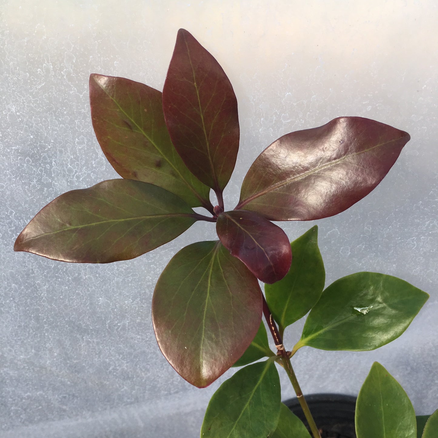 Illicium anisatum 'Murasaki-no-sato'