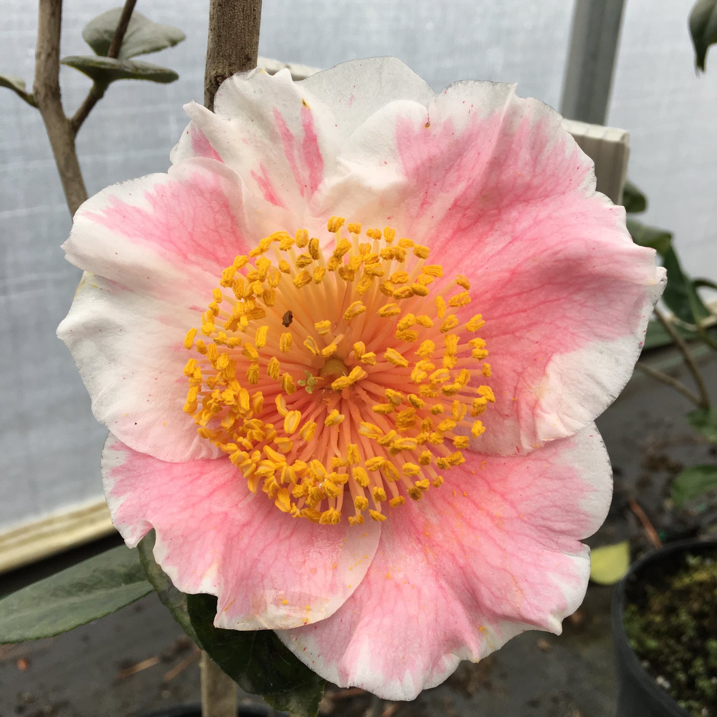 Camellia japonica 'Kyo-nishiki'
