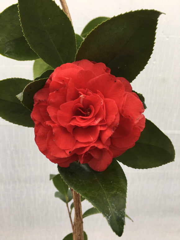 Camellia japonica 'Little Red Riding Hood'