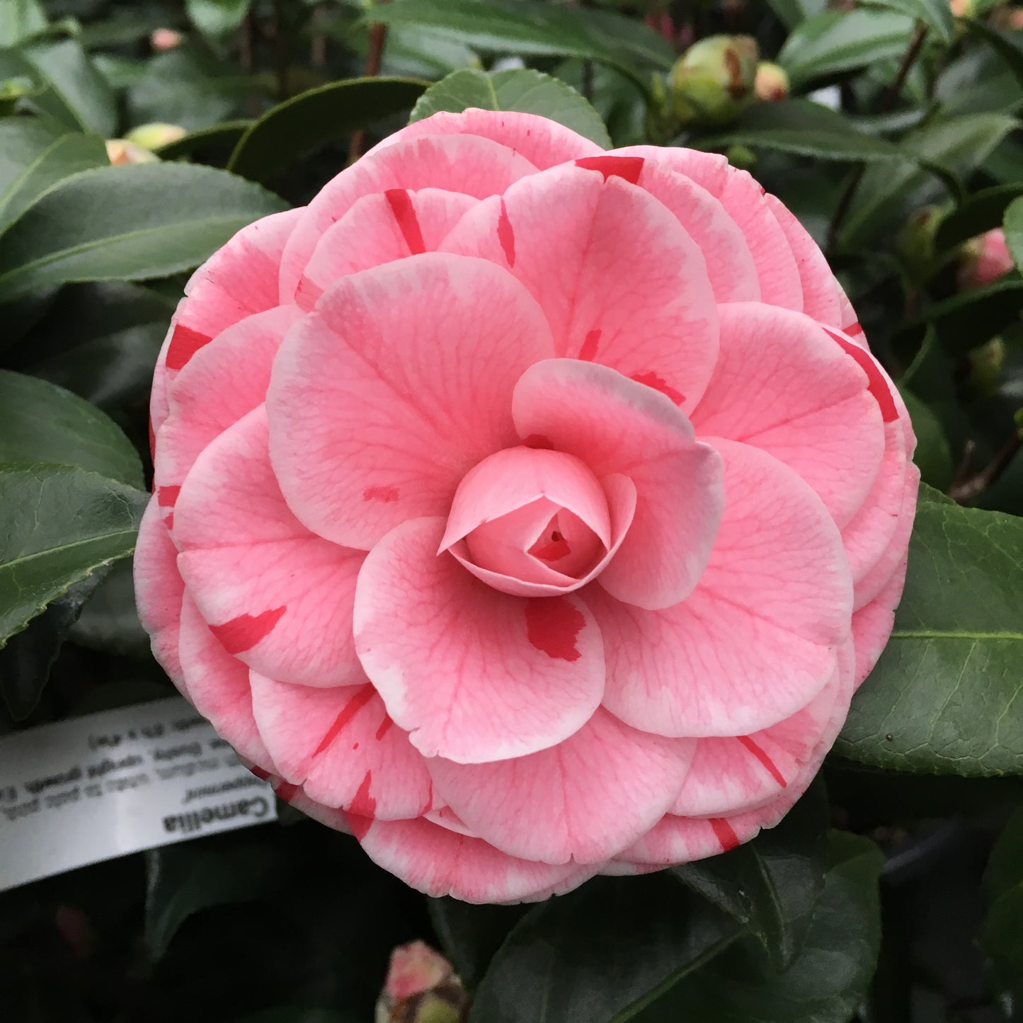 Camellia japonica 'LA Peppermint'