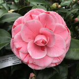 Camellia japonica 'LA Peppermint'