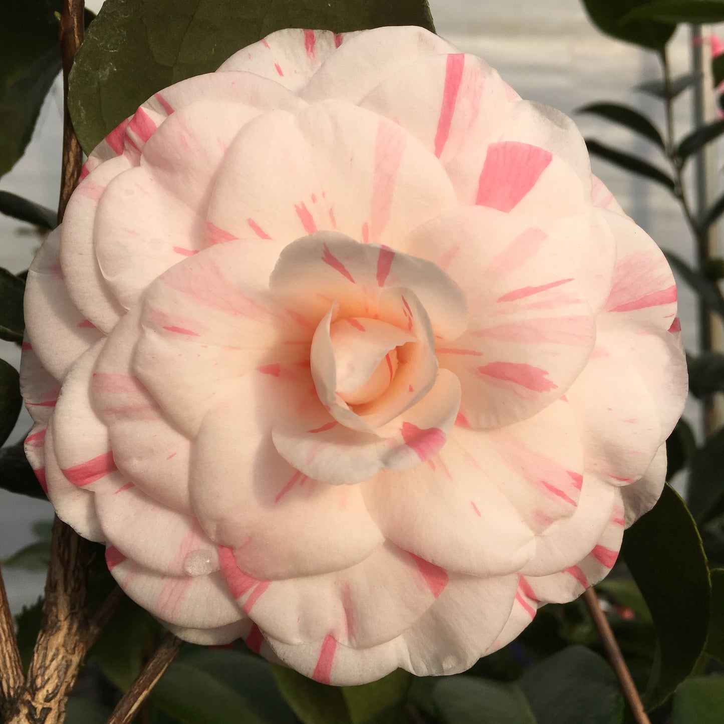 Camellia japonica 'Lila S. Roberts'