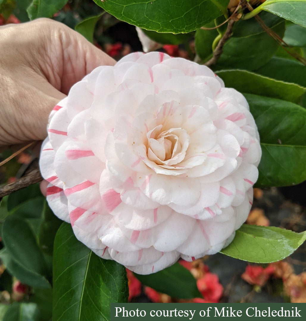 Camellia japonica 'Lila S. Roberts'