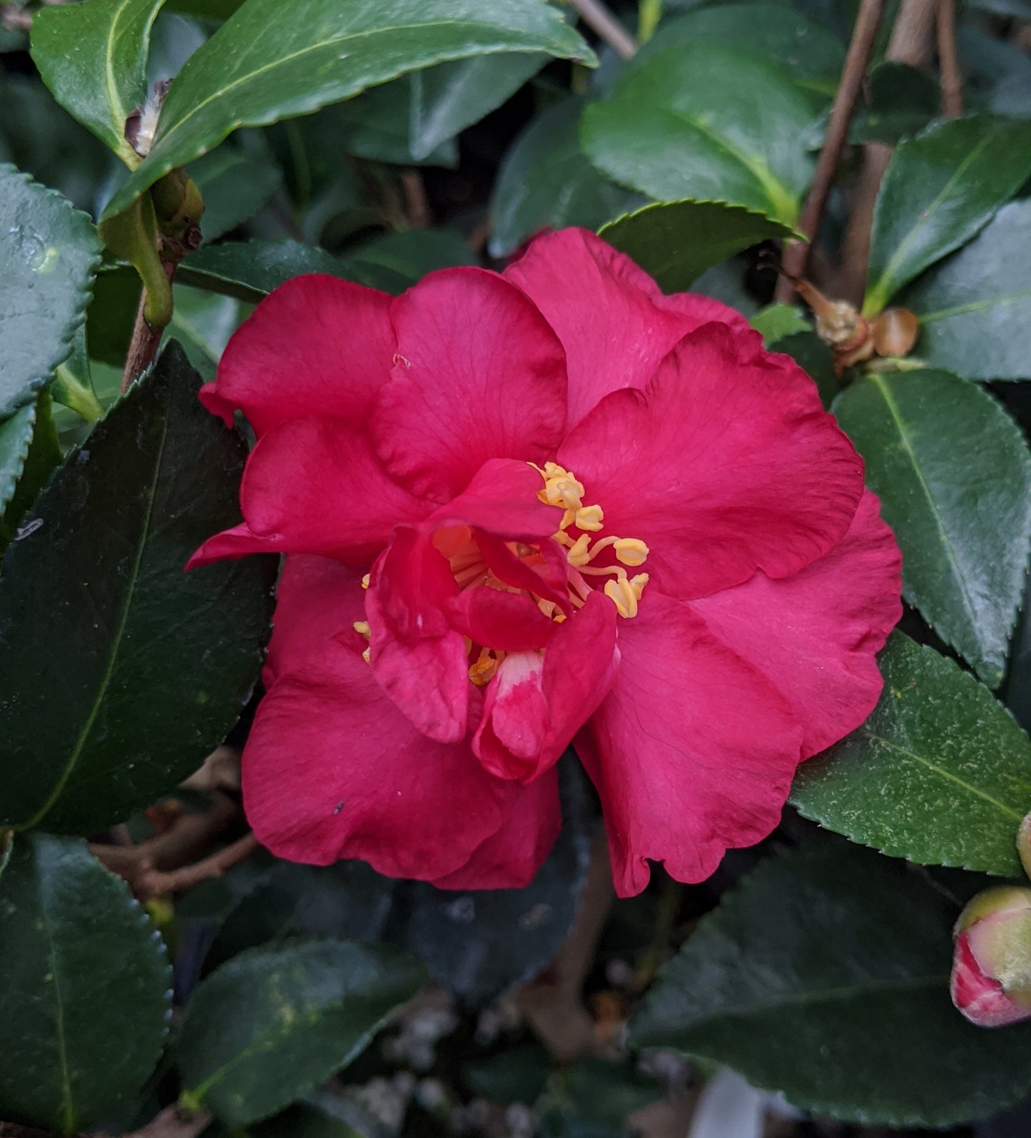 Camellia sasanqua 'Lizzie'