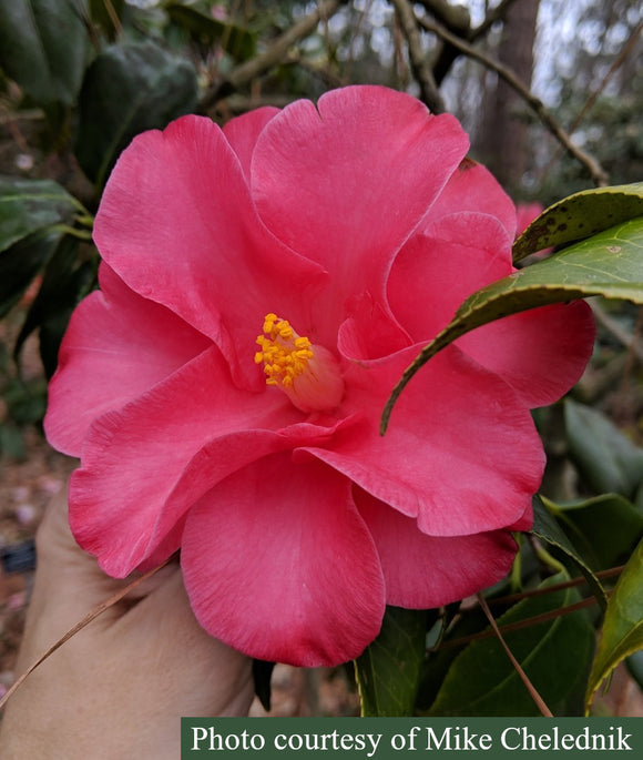 Camellia japonica 'Magnolia'