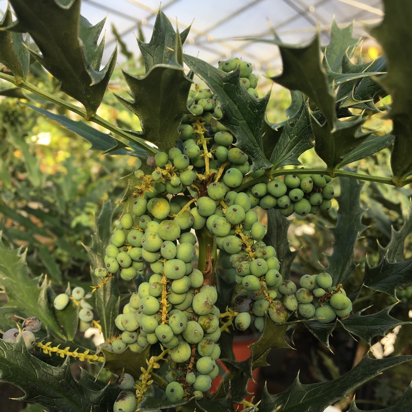 Mahonia seedlings