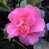 Camellia sasanqua 'Marge Miller'