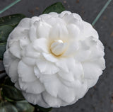 Camellia japonica 'Margie'