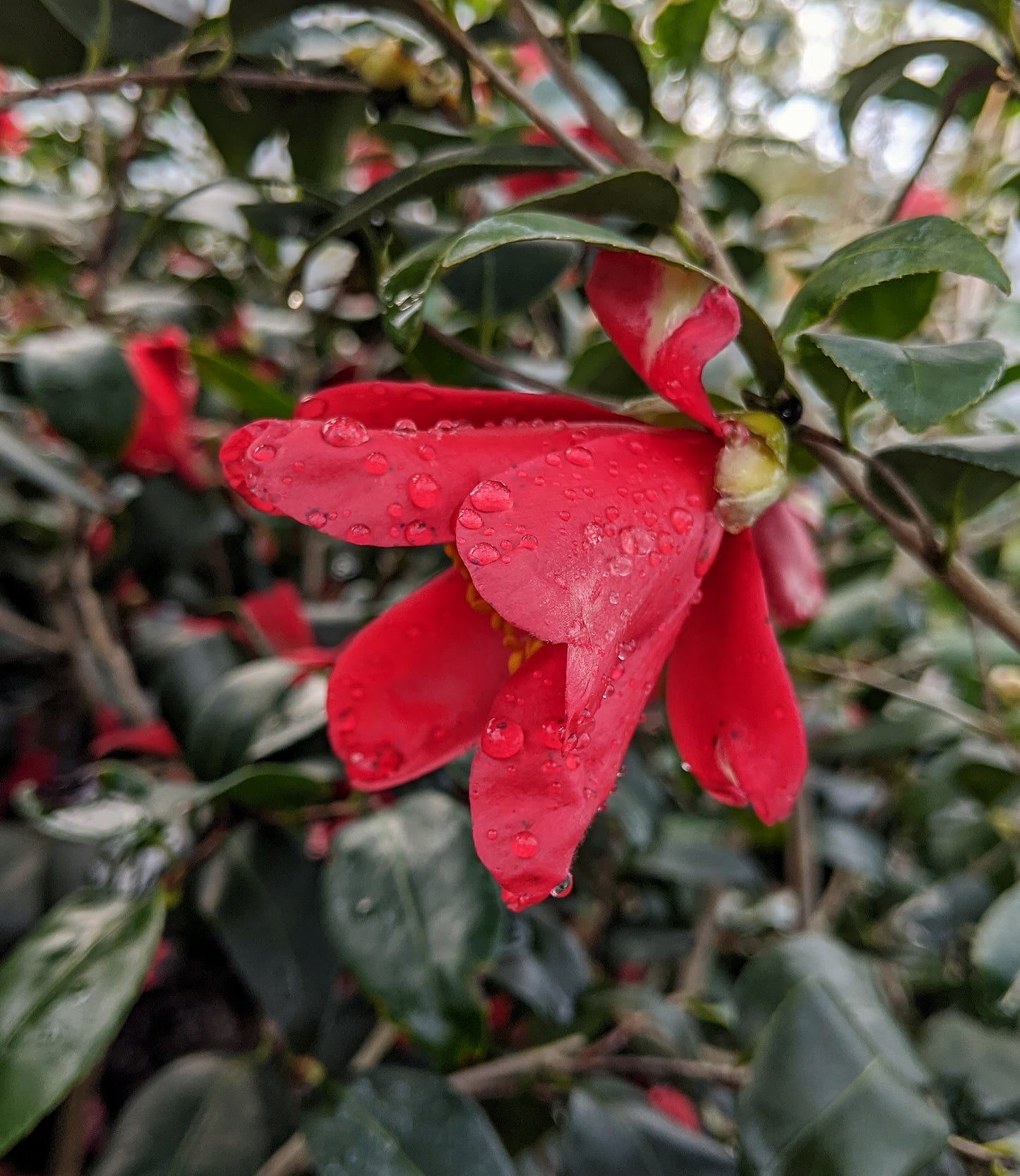 Camellia x vernalis 'Mieko Tanaka'