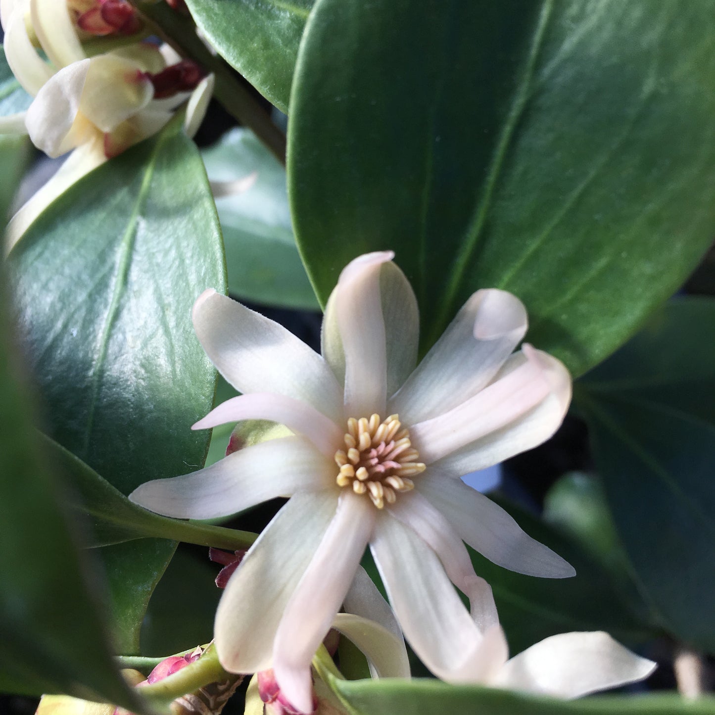 Illicium anisatum 'Murasaki-no-sato'