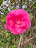 Camellia sasanqua 'Nanette'