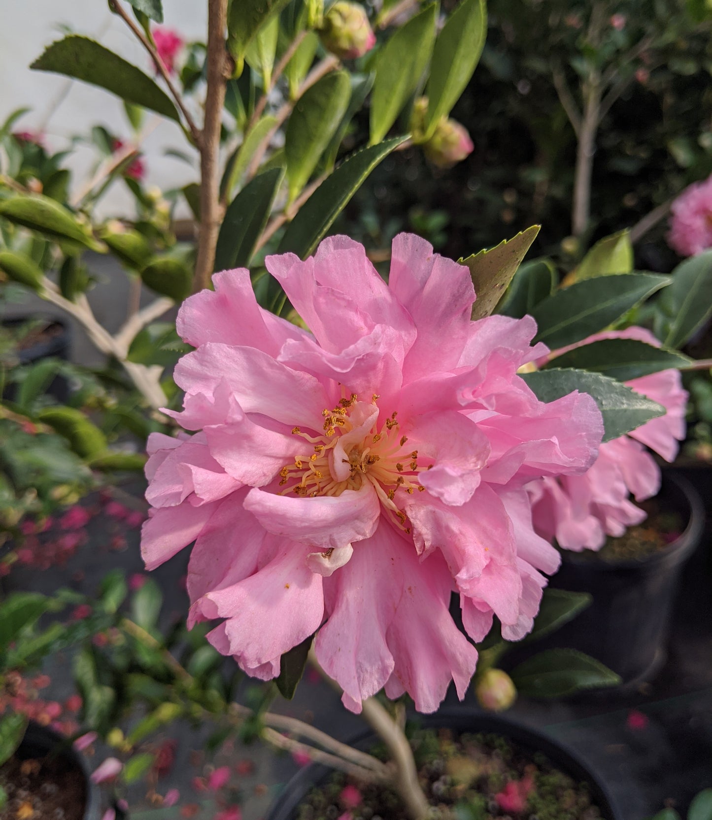 Camellia sasanqua October Magic® Carpet