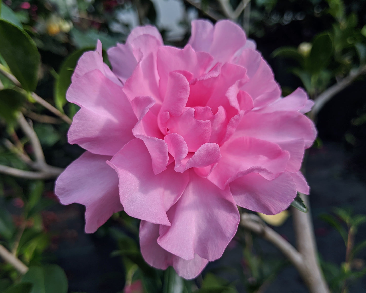 Camellia sasanqua October Magic® Carpet