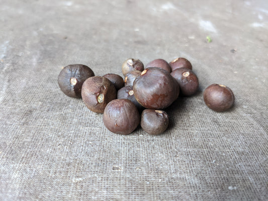 Camellia sinensis "Black Sea Tea" seeds