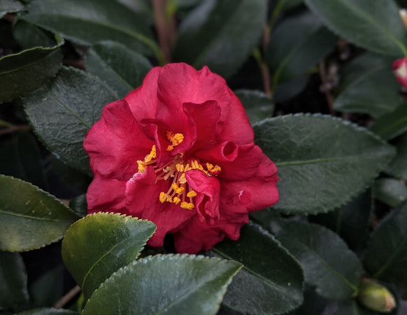 Camellia sasanqua 'Reverend Ida'