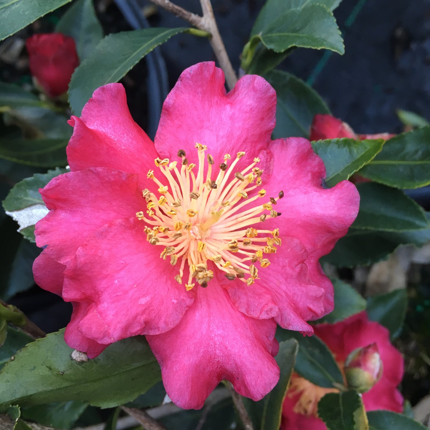 Camellia sasanqua Royal Flush Shi Shi™