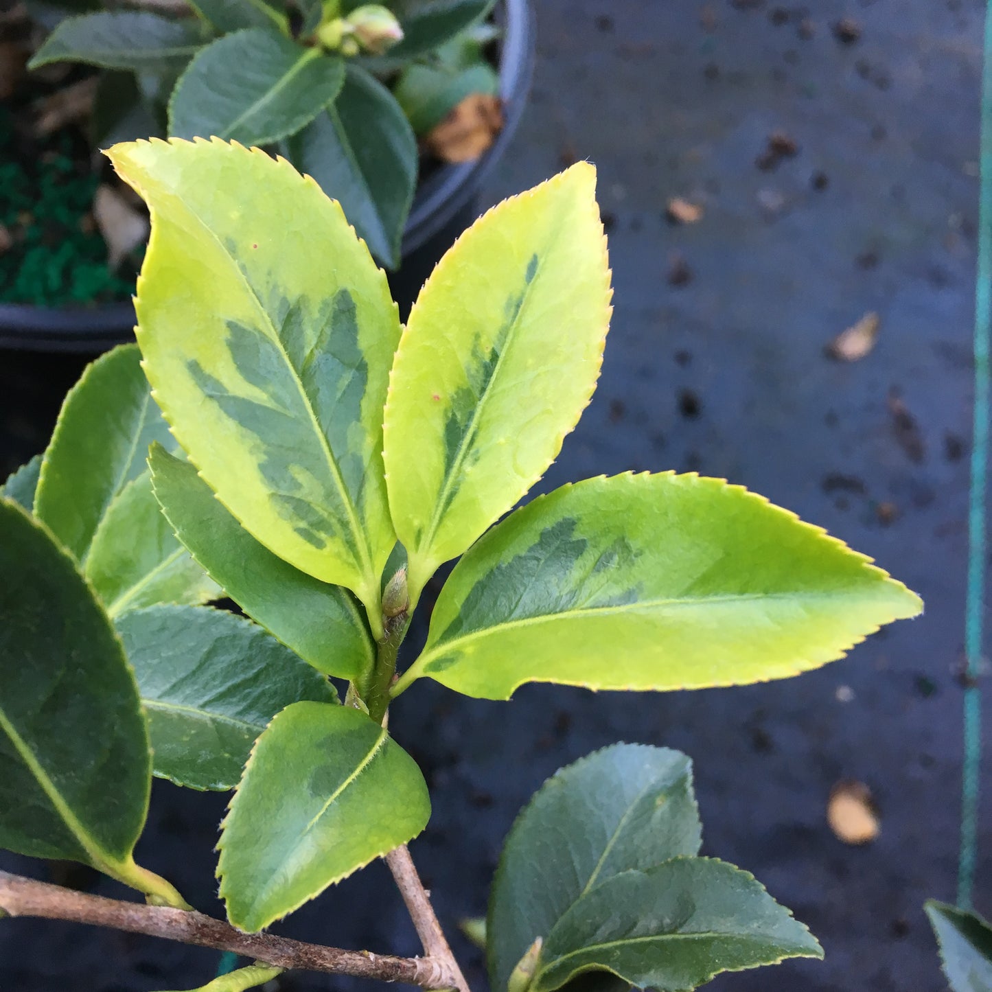 Camellia sasanqua Royal Flush Shi Shi™