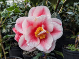 Camellia japonica 'Sadaharu Oh'