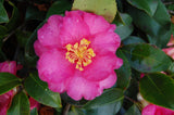Camellia sasanqua 'Shishigashira'