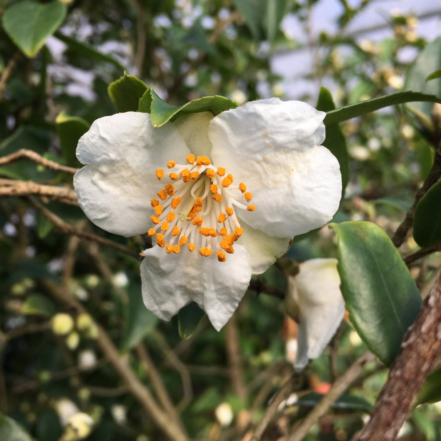 Camellia x 'Snow Drift'