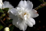 Camellia x 'Snow Flurry'