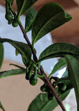 Camellia sinensis "Sochi" tea plant at Camellia Forest Nursery