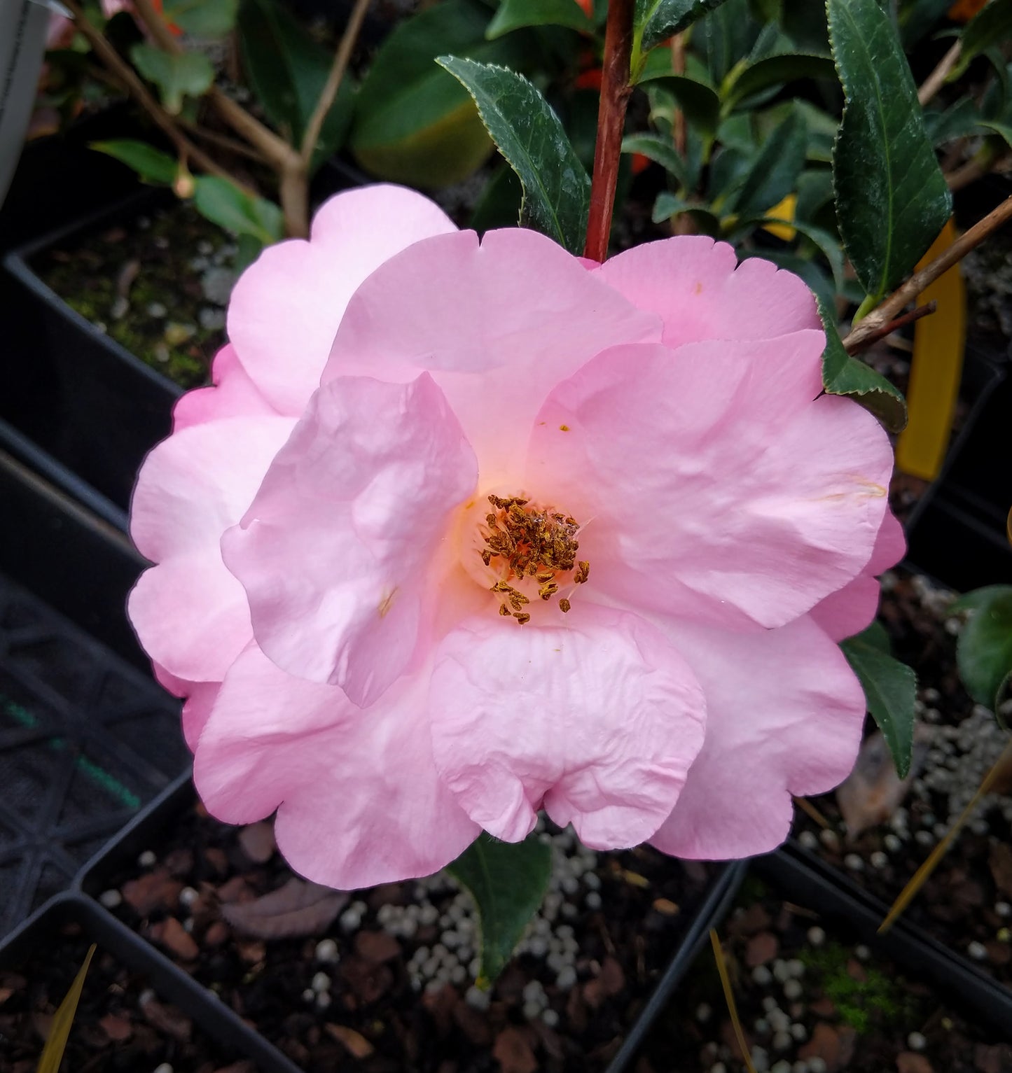 Camellia x 'Taylor's Perfection'