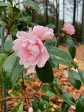 Camellia x 'Winter's Rose'
