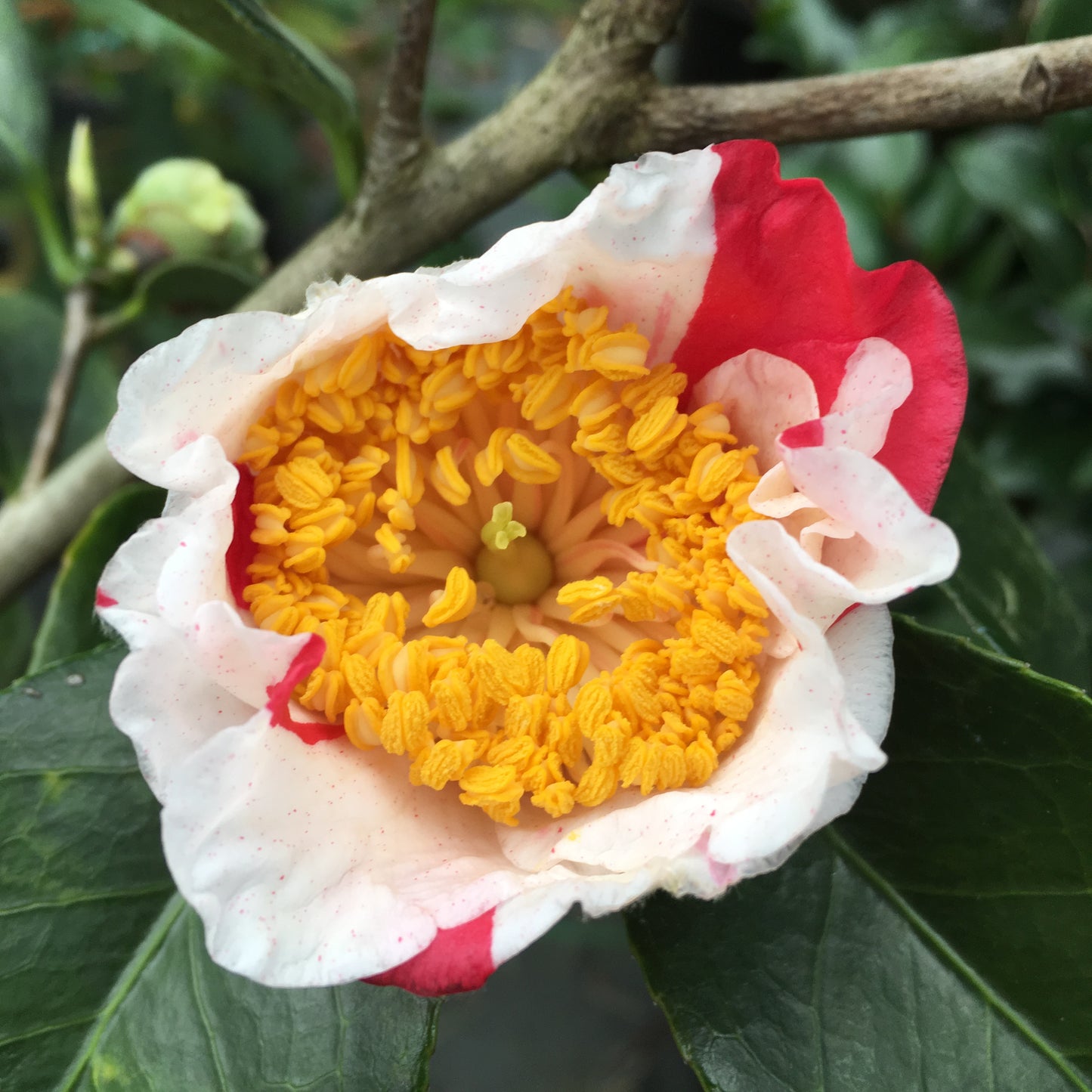 Camellia japonica 'Yamato Nishiki'