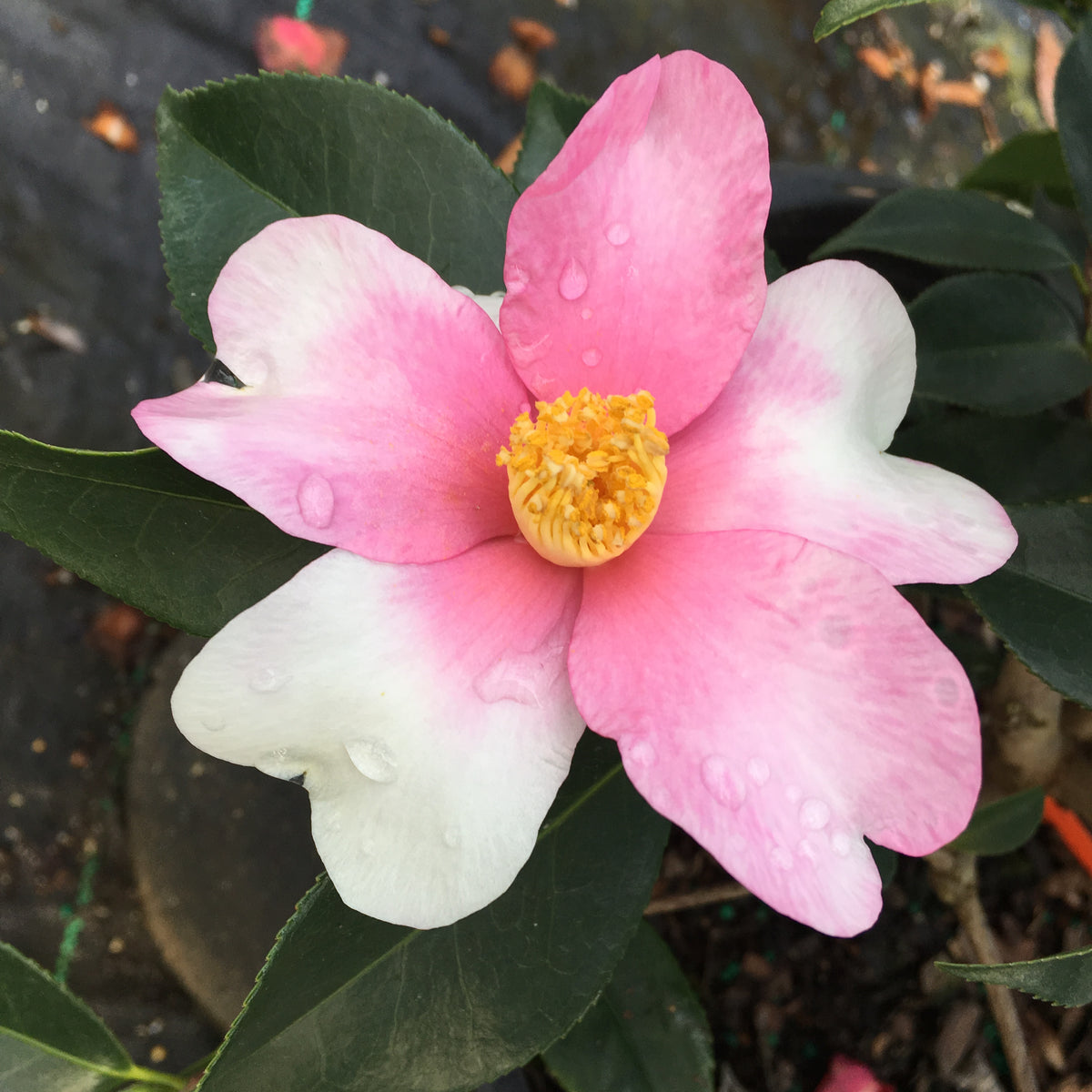 Camellia x 'Yume'