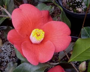 Camellia japonica ‘Adeyaka’ at Camellia Forest Nursery