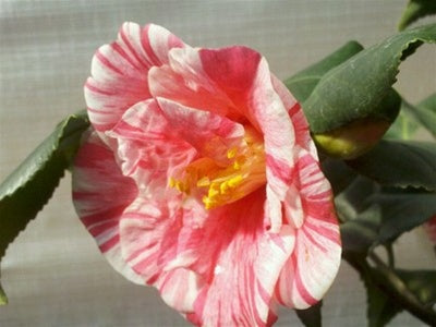 Camellia japonica 'Anita' at Camellia Forest Nursery