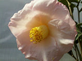 Camellia japonica 'April Blush' at Camellia Forest Nursery