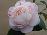 Camellia japonica 'April Dawn' at Camellia Forest Nursery