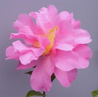 Camellia x williamsii 'Ballet in Pink'
