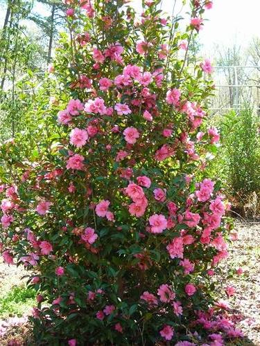 Camellia x williamsii 'Ballet in Pink'