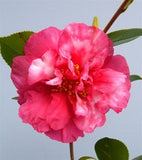 Camellia sasanqua 'Bonanza Var.' at Camellia Forest Nursery