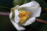 Camellia brevistyla at Camellia Forest Nursery